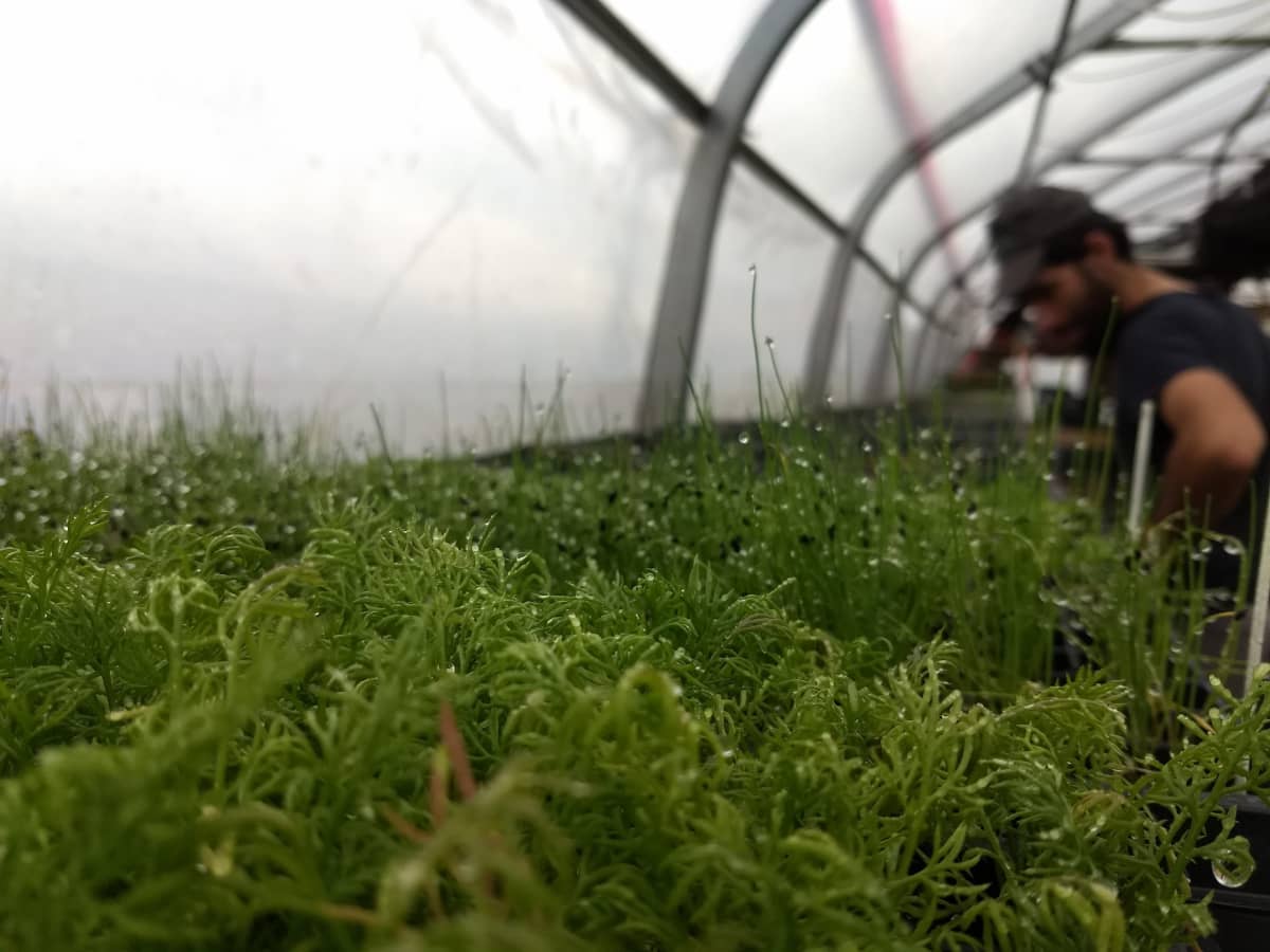 Plants de camomille dans la pépinière