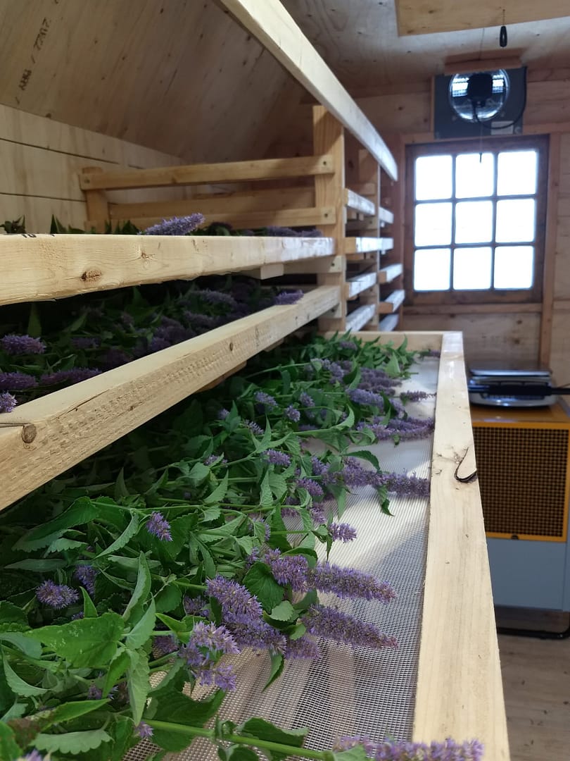 Agastache fenouil dans le séchoir à plantes médicinales