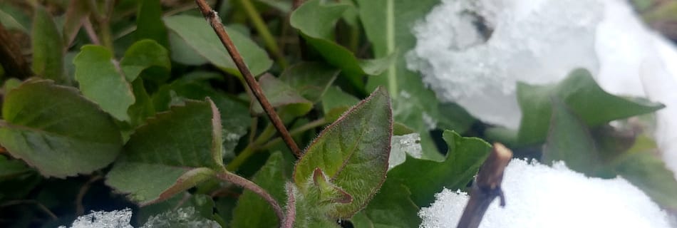 Monarde sous la neige
