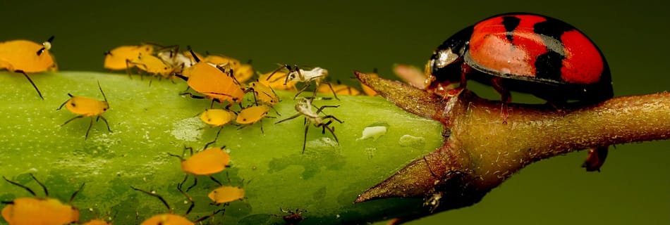 Insectes nuisibles